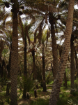 Dattelpalmen in Oase Al-Ain